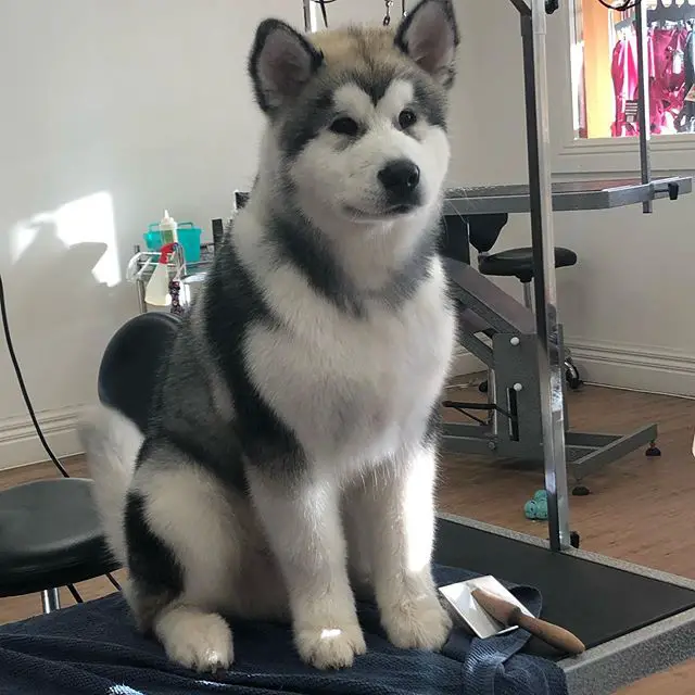 An Alaskan Malamute puppy sitting on top of the grooming table