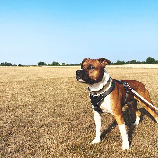 An American Staffordshire Terrier standing in the field of grass