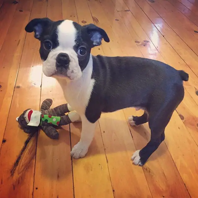 A Boston Terrier puppy standing on the floor with its stuffed toy