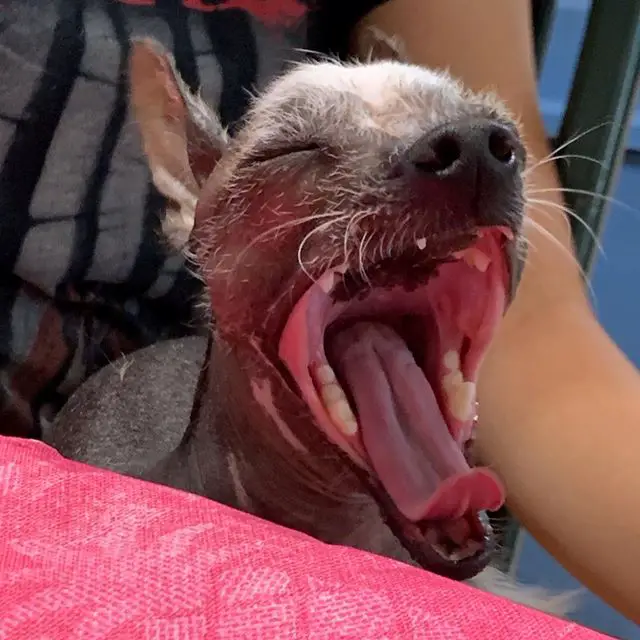 yawning Chinese Crested Dog
