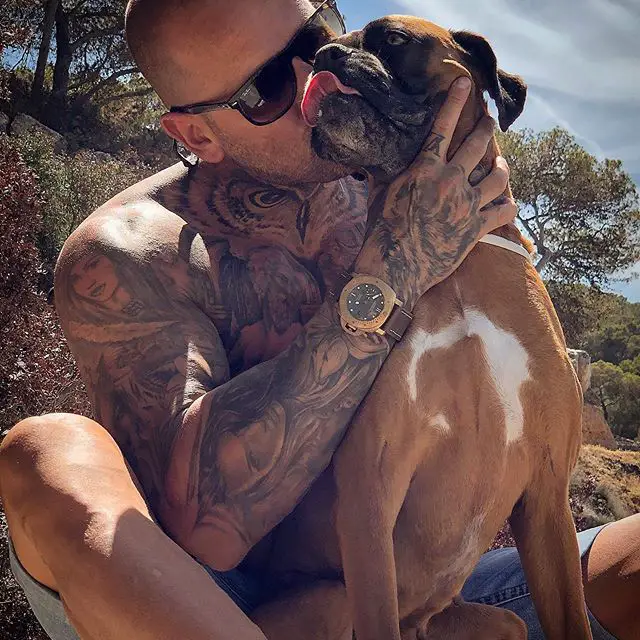 Boxer Dog sitting in between the legs of a man kissing him from behind
