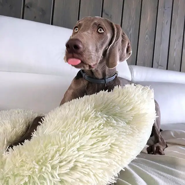 A Weimaraner lying on the couch with its scared face and tongue sticking out