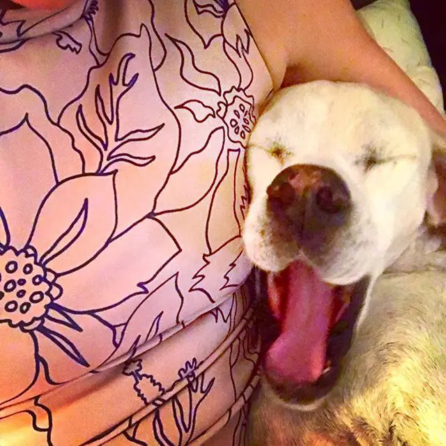 A Pointer yawning while lying next to a woman