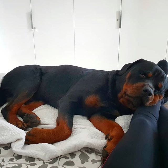 Rottweiler on the foot of the bed resting its head on top of te legs of its owner