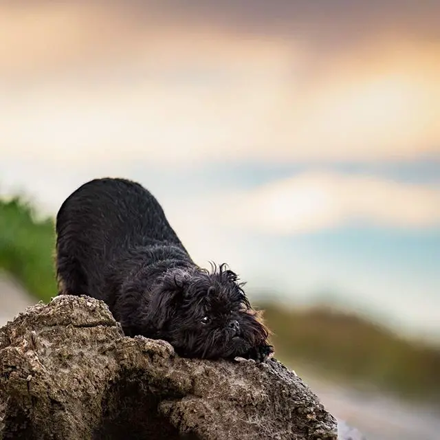A Affenpinscher on top of the rock with its head lying down and with its butt raised up