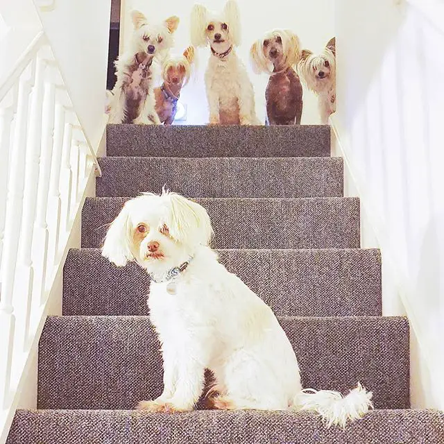 A Chinese Crested Dog sitting on the stairs while five Chinese Crested Dogs is sitting up the stairs