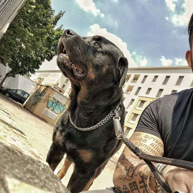 Rottweiler with its owner in the street