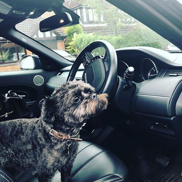 A Affenpinscher sitting in the driver's seat inside the car