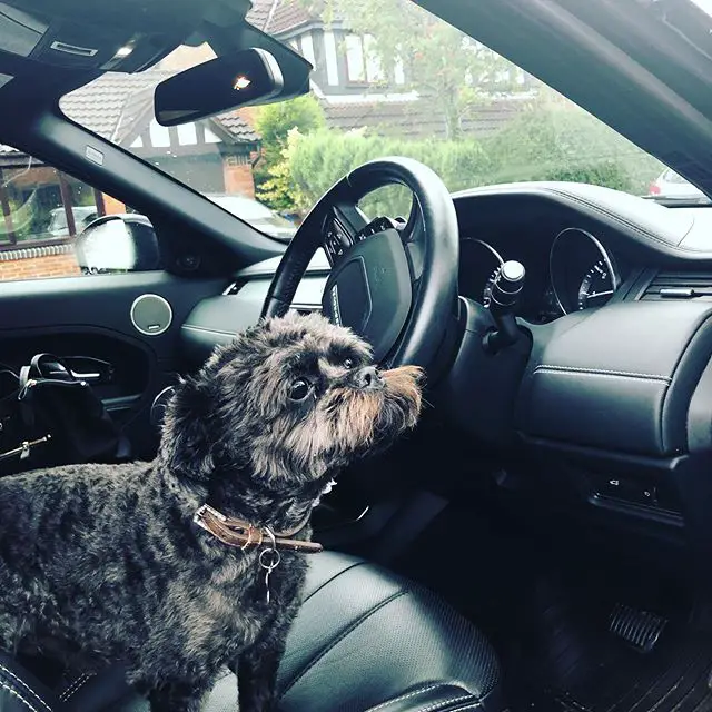 A Affenpinscher sitting in the driver's seat inside the car