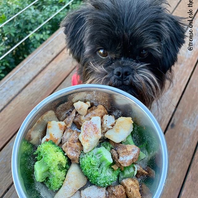 A Affenpinscher standing behind a bowl of food