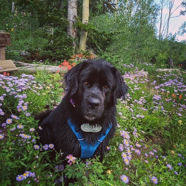 A Newfoundland sitting in the field of flowers