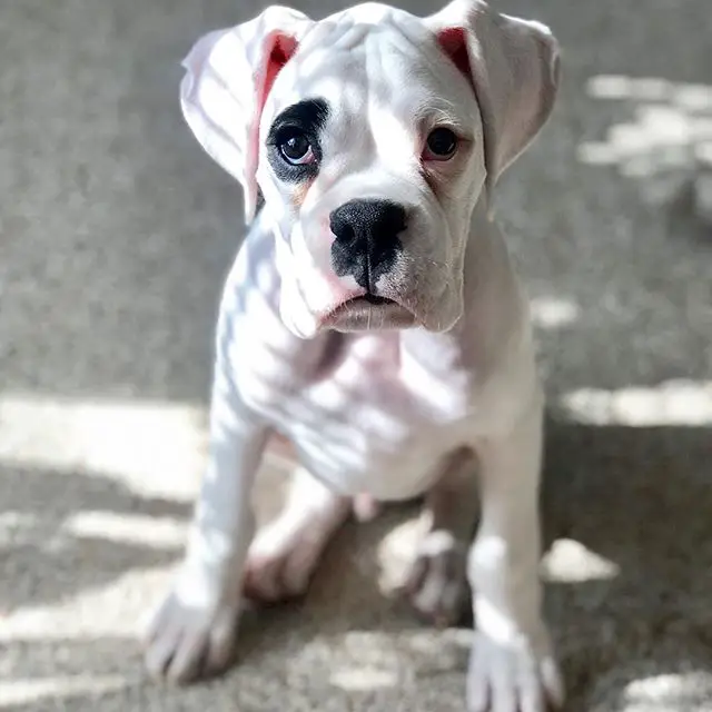 Boxer puppy sitting on floor with sunlight on the side of its body
