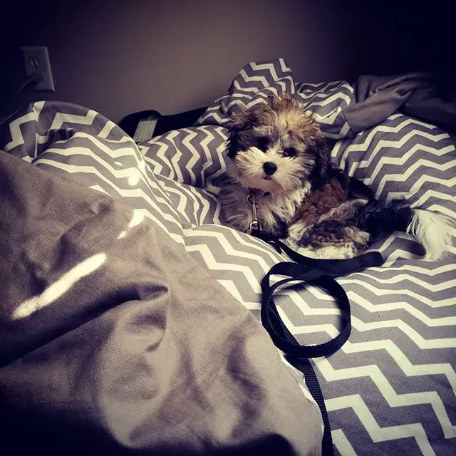 Havanese lying down on the bed