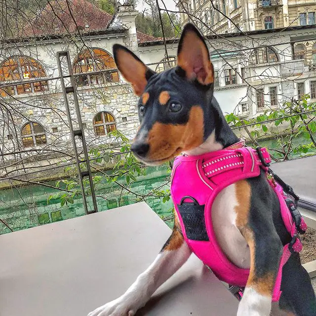 A Basenji wearing a large pink harness in the balcony