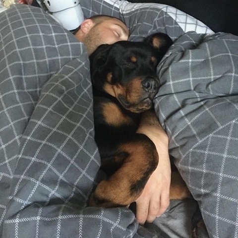 Rottweiler sleeping beside his owner on the bed