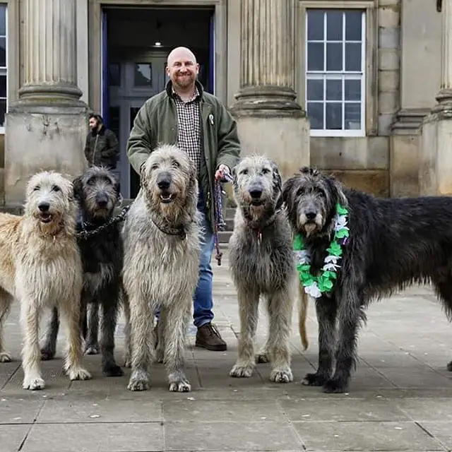 a man standing in front of the building with his five Irish Wolfhounds