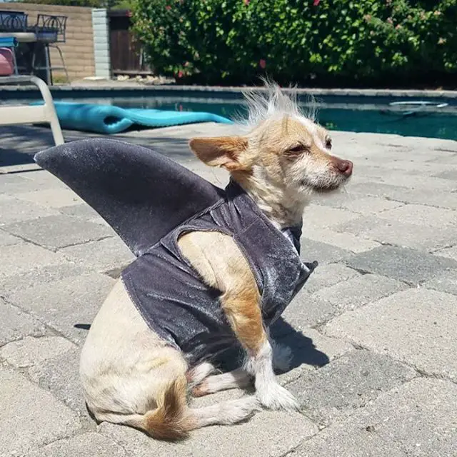 A Chinese Crested Dog wearing a shark costume while sitting on the pavement by the pool