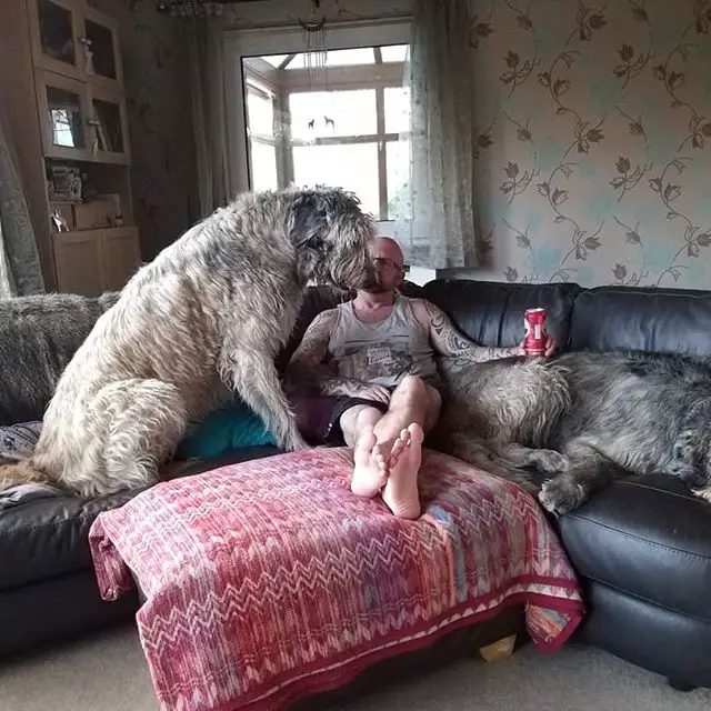 a man sitting on the couch with his two Irish Wolfhounds sitting on his side