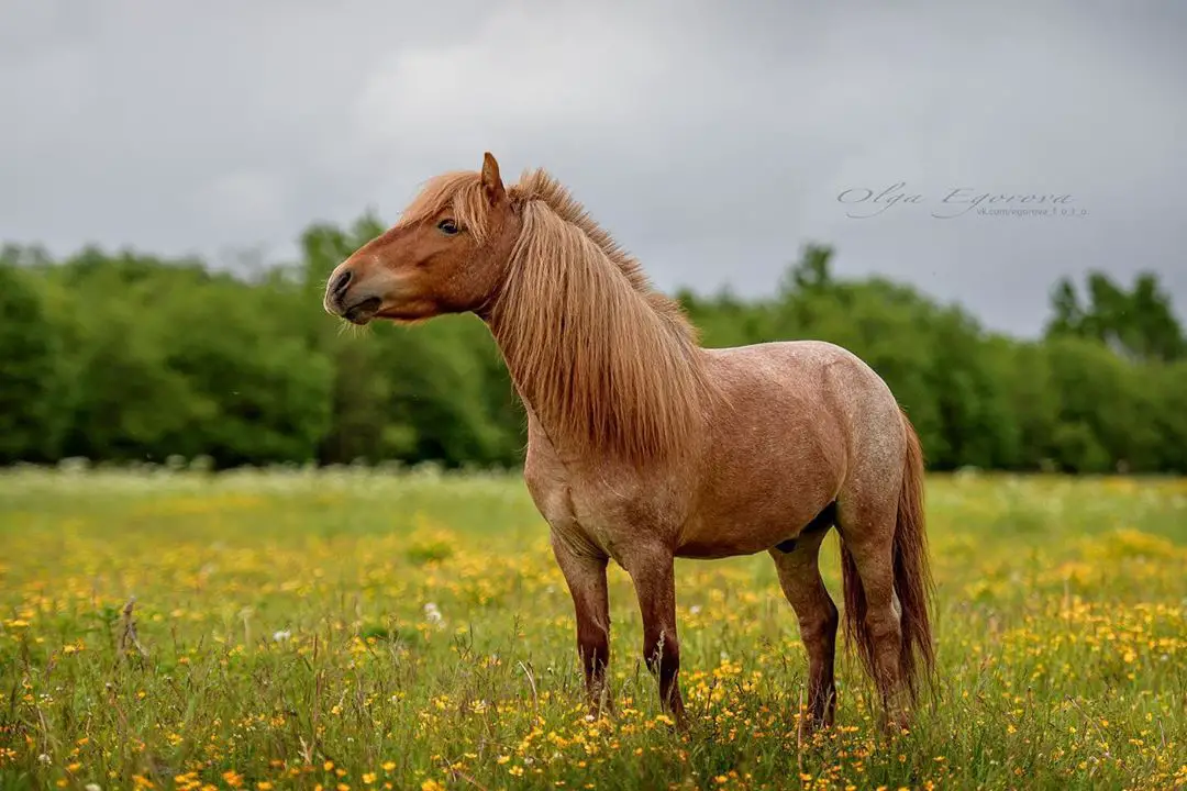 A Horse standing in the field of grass and yellow flowers