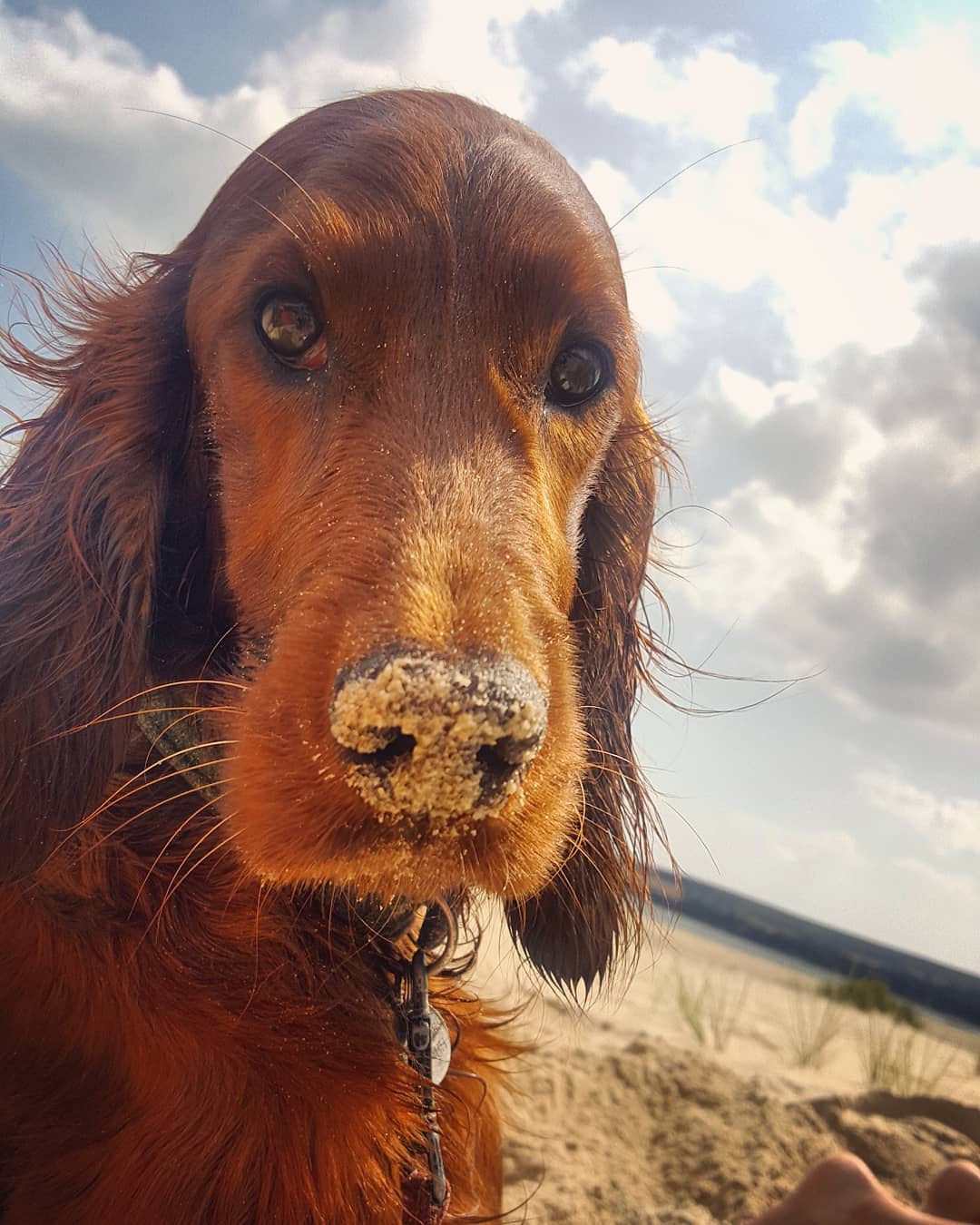 A Irish Setter at the beach with sand on its nose