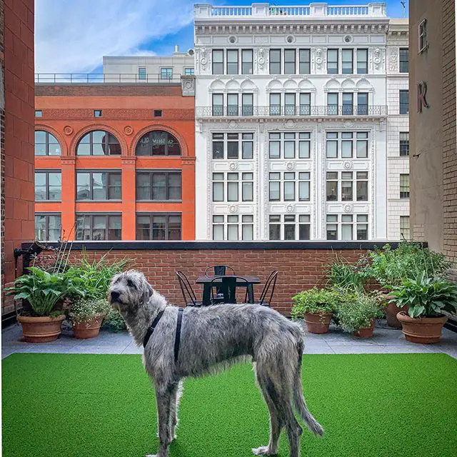 An Irish Wolfhound in the rooftop