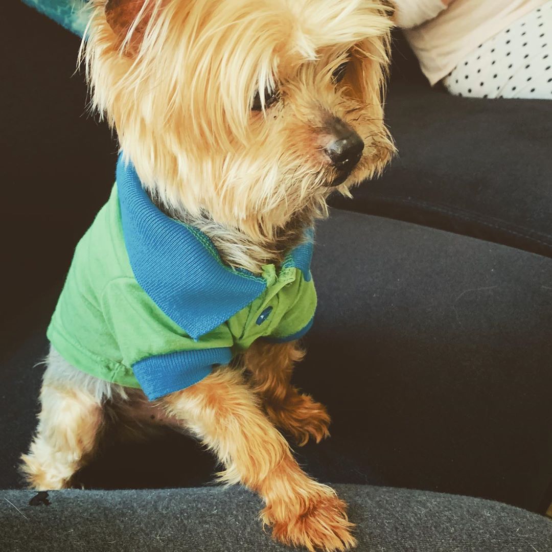 Yorkshire Terrier wearing a polo shirt sitting on the couch