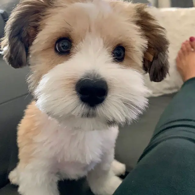 Havanese puppy sitting on the couch beside its owner