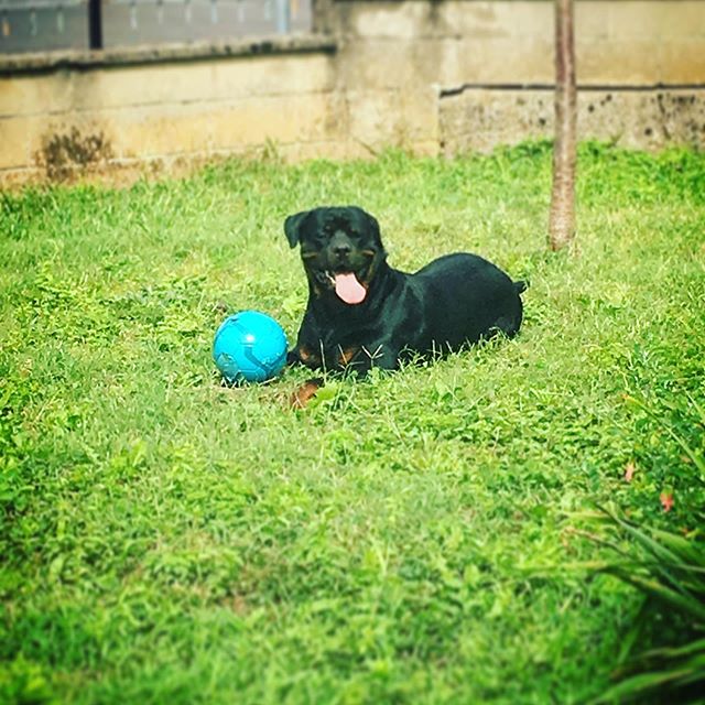 Rottweiler happily lying down on the green grass with its ball