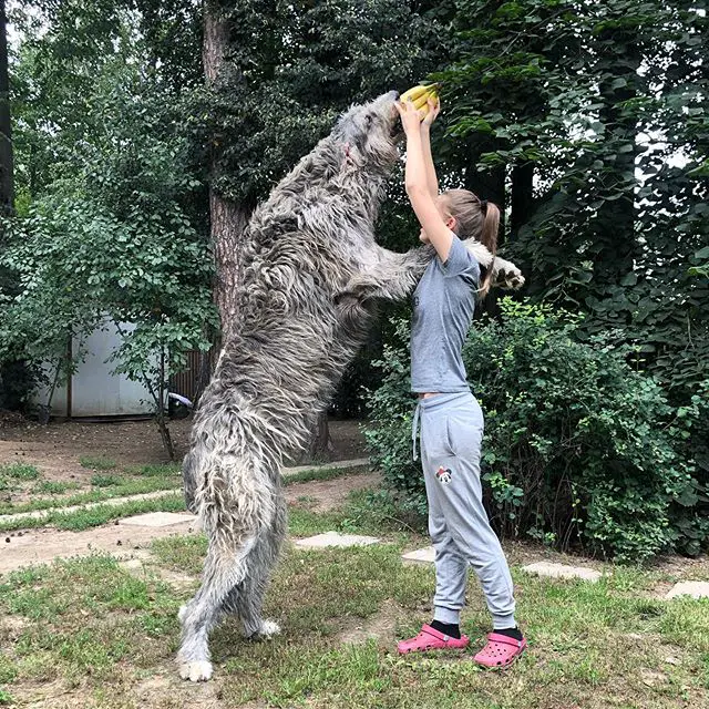 An Irish Wolfhound standing up with its front legs on the shoulder of the woman standing in front of him while reaching towards the banana in the hands of the woman