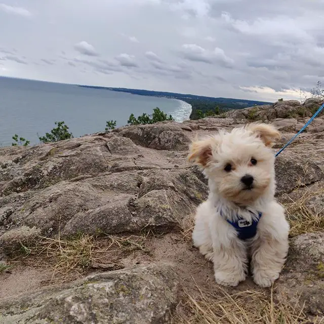 cream Havanese puppy sitting on top of the mountain with the view of the beach