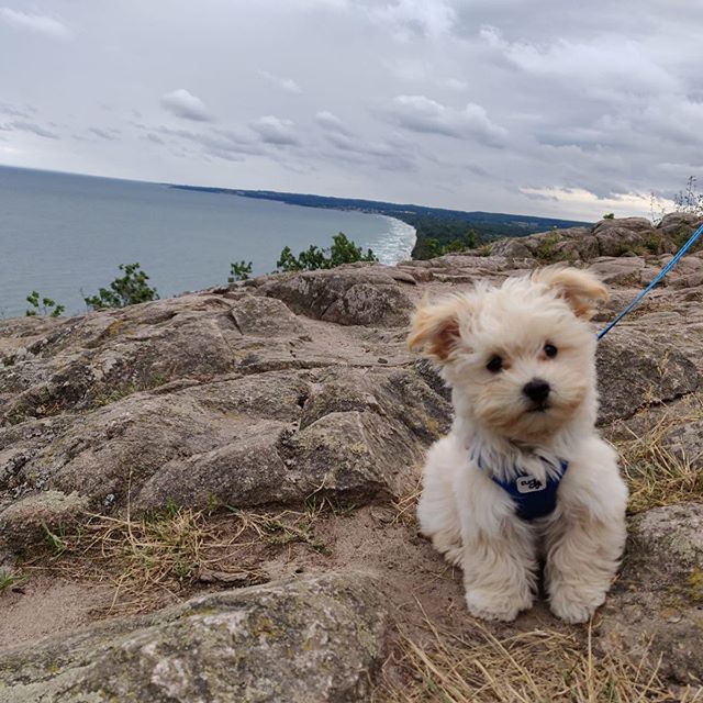 cream Havanese puppy sitting on top of the mountain with the view of the beach