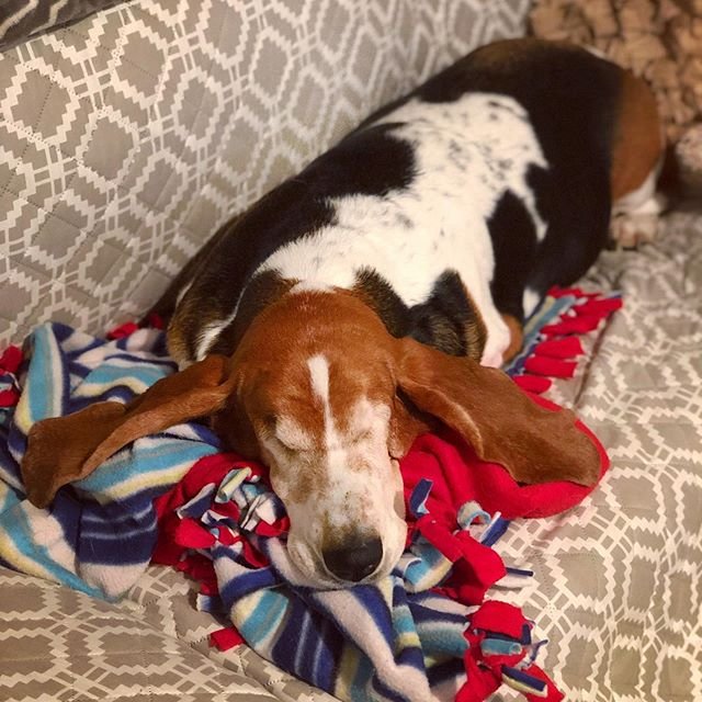 Basset Hound sleeping on the couch