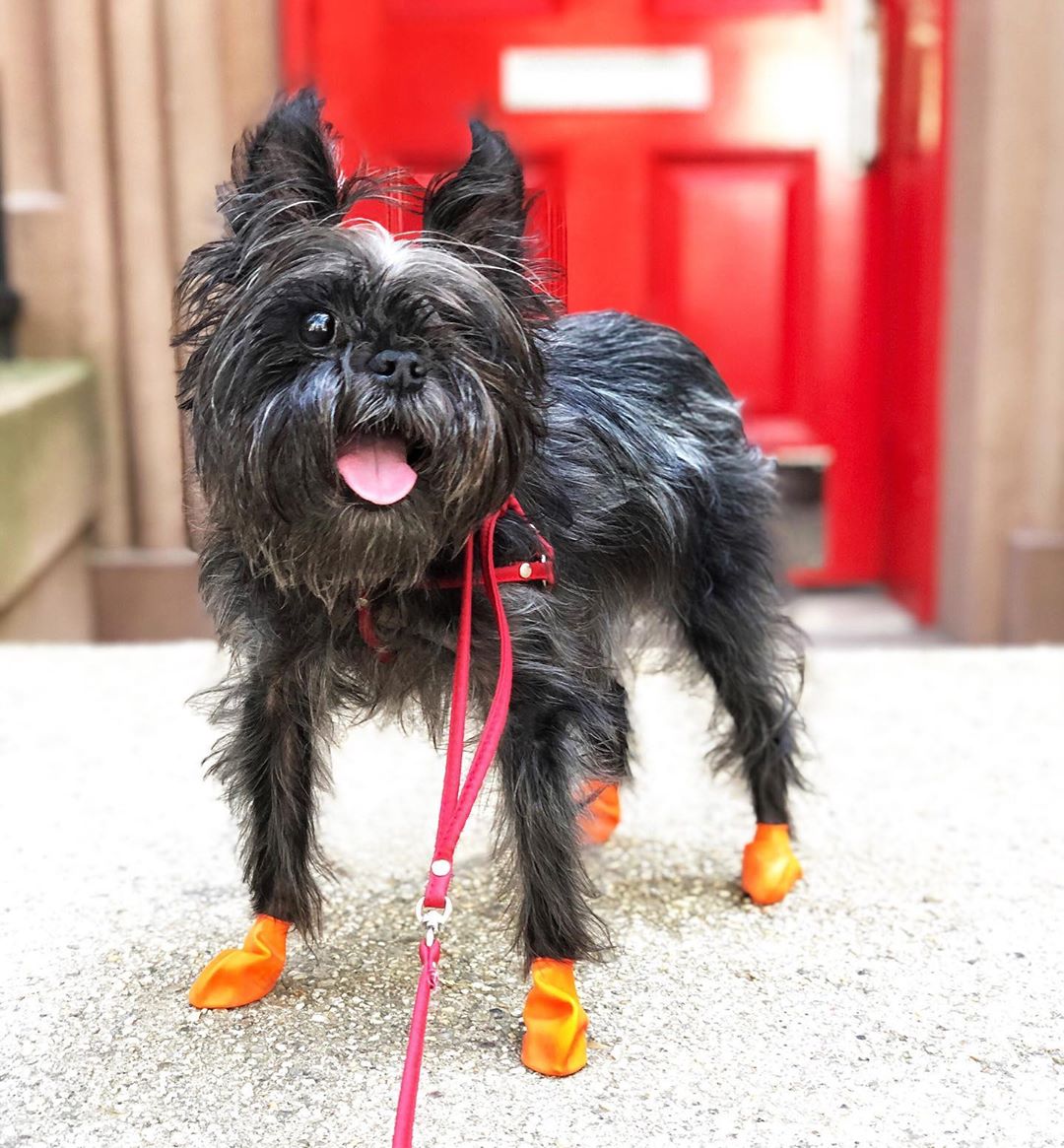 A Affenpinscher wearing shoes while standing on the countertop