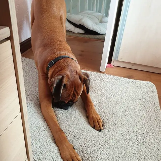 Boxer Dog stretching on the floor