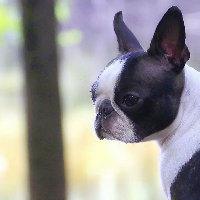 A Boston Terrier looking sideways while in the forest