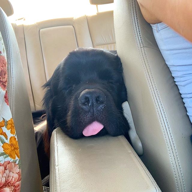 A Newfoundland puppy sleeping in the backseat with its face on the middle console