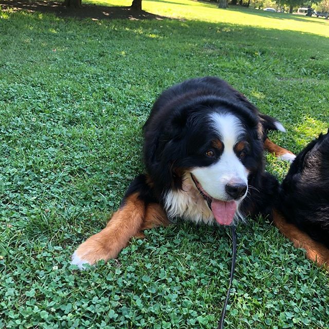 Bernese Mountain dog lying down on the green grass