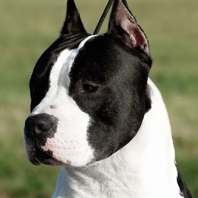 An American Staffordshire Terrier sitting on the grass