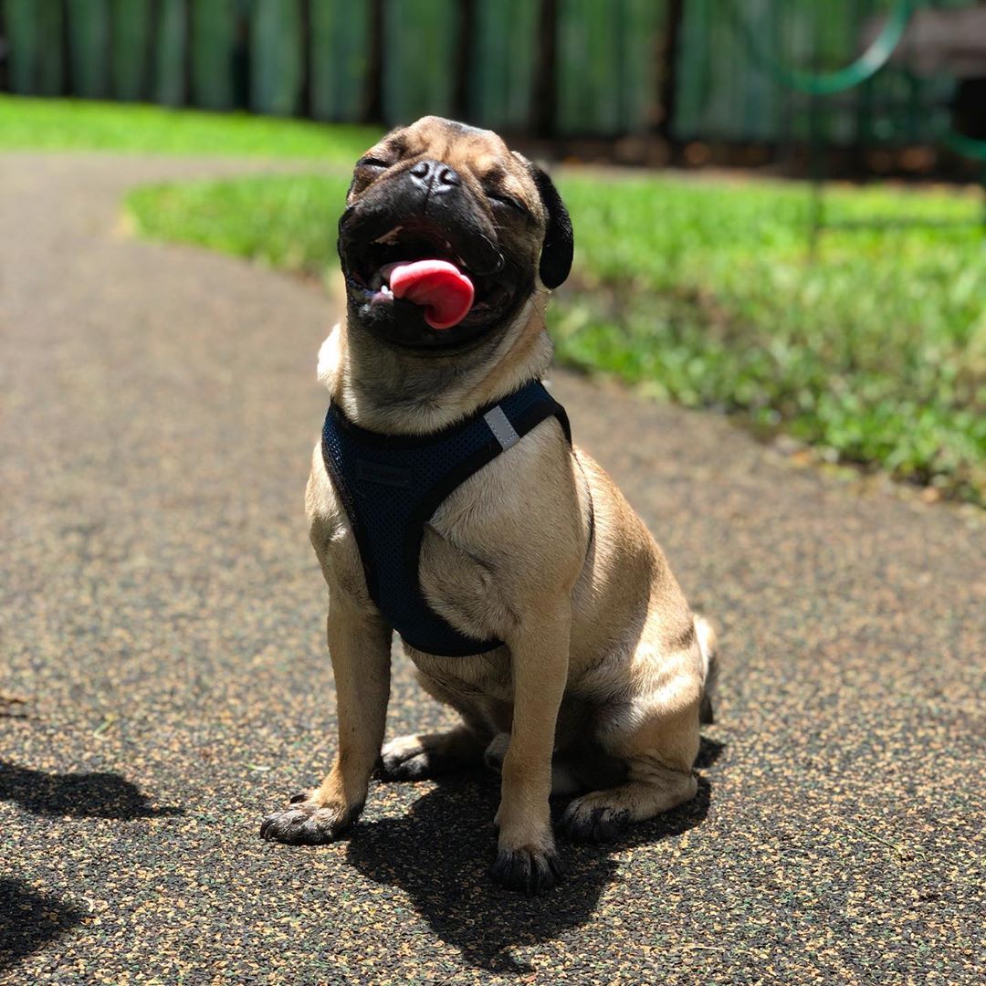 pug dog sitting on the ground with its tongue sticking out