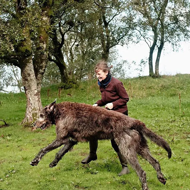 An Irish Wolfhound running in the mountain with a woman beside him