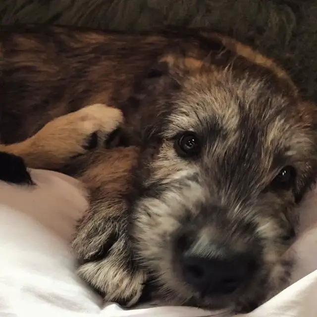 An Irish Wolfhound puppy lying on the bed
