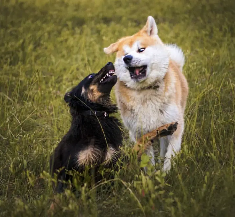 Akita Inu playing with another dog in the field of grass