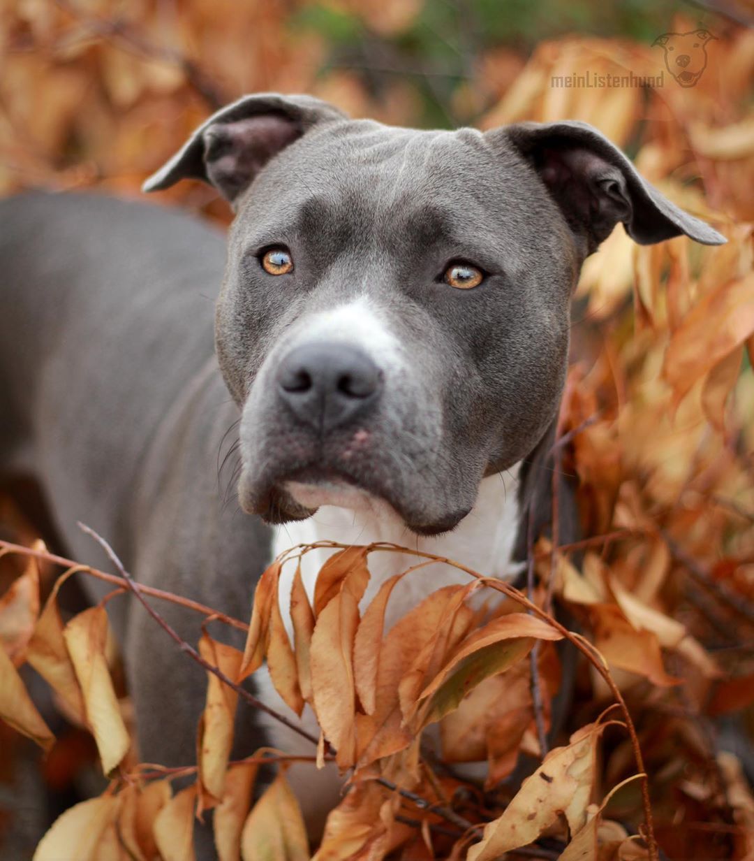 American Staffordshire Terrier with dried leaves