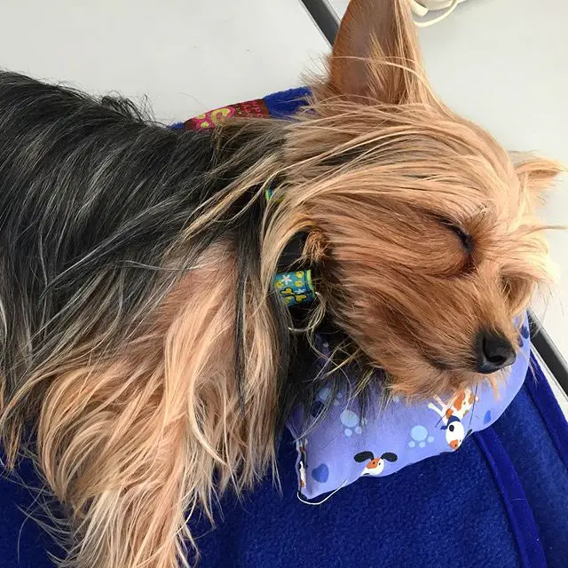 Yorkshire Terrier lying on its side while sleeping