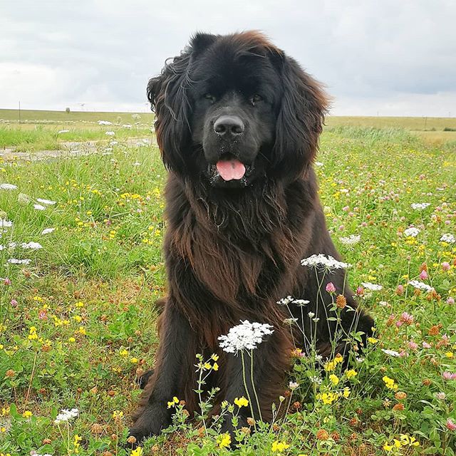 A black Newfoundland sitting in the field of flowers