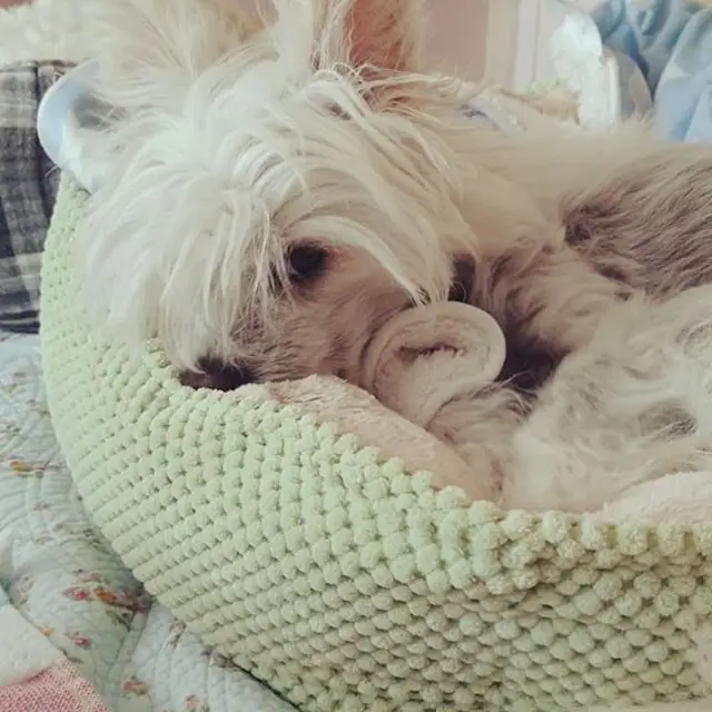 A Chinese Crested Dog curled up lying on its bed