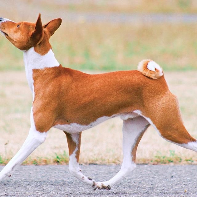 A Basenji walking in the field