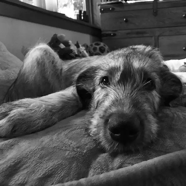 An Irish Wolfhound puppy lying on the bed with its sad face