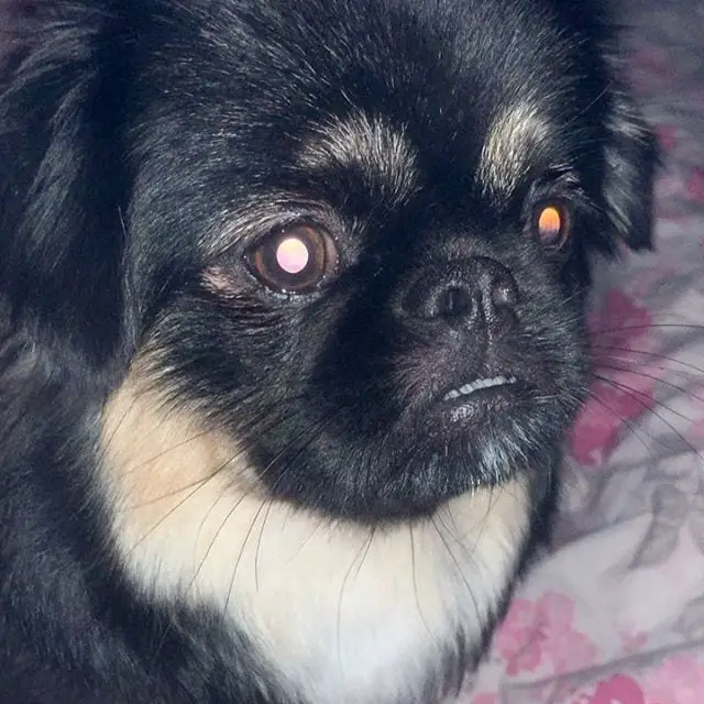 A Pekingese lying on the bed at night