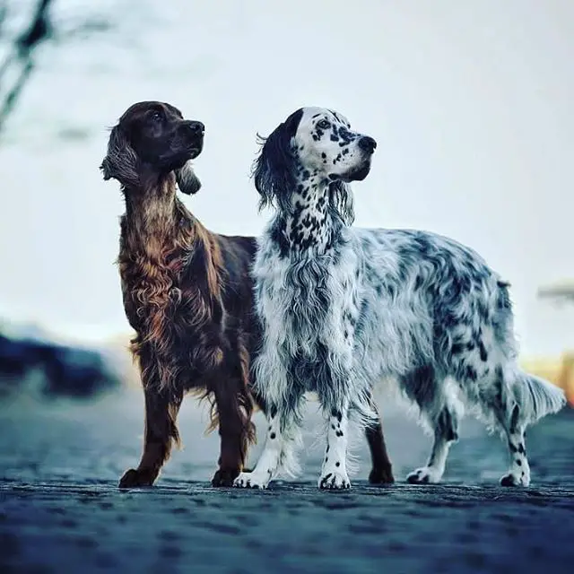 two Irish Setters standing on the pavement while looking sideways